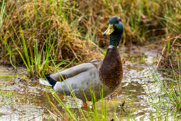 Mallard Duck Standing in a Marsh