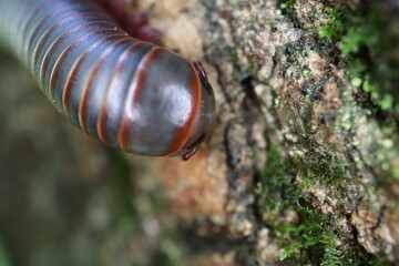 Macro shot of a crawling Narceus americanus millipede