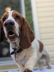 Very Curious Basset