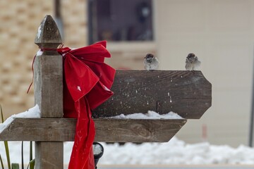 Eurasian tree sparrows perched on a wooden fence with a red bow, a snowy winter day