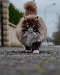 Chat marchant 