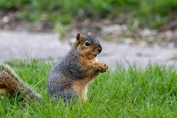 Closeup of a squirrel in the green field