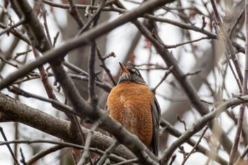 Closeup of a Robin perched on a tree branch