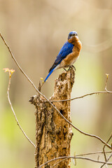 Eastern Bluebird Perched on a Tree Stump