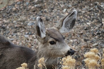 Closeup of a beautiful mule deer wondering around in a dry field during daytime