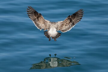Seagull flying over the ocean in Avila Beach, California, United States