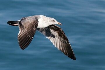 Fototapeta na wymiar Seagull flying over the ocean in Avila Beach, California, United States
