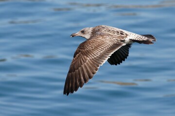 Seagull flying over the ocean in Avila Beach, California, United States