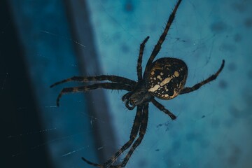 Macro top view of a Western spotted orbweaver on its web against the isolated background