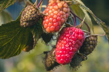 Macro shot of wild raspberries partially half green and half ripe on the green bush