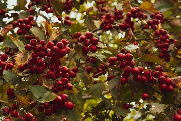 Red ripe hawthorn berries on the branches in the garden