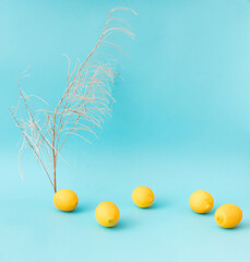 Juicy lemons on bright blue background. Lemon fruit, citrus minimal concept, vitamin C. Creative...