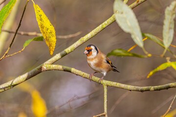 Closeup of a goldfinch perched on a tree branch