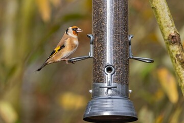 Closeup shot of the small goldfinch perched on the bird feeder
