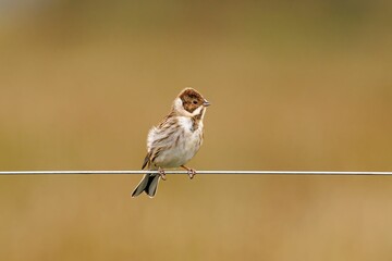 Closeup shot of the Reed Bunting perched on the wire with a blurred background