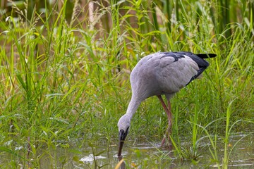 Closeup of an Asian Openbill on a grassy water