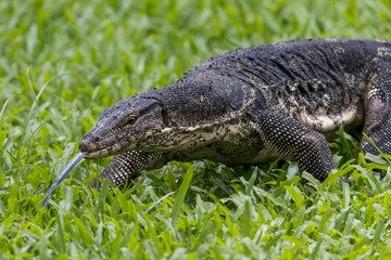 Closeup shot of the Asian Water Monitor Lizard on grass in Lumpini park