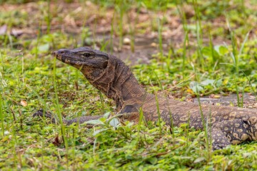 Closeup shot of the Asian Water Monitor Lizard on grass in Lumpini park