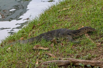 Closeup shot of the Asian Water Monitor Lizard on grass in Lumpini park