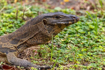 Closeup shot of the Asian Water Monitor Lizard on grass in Lumpini park
