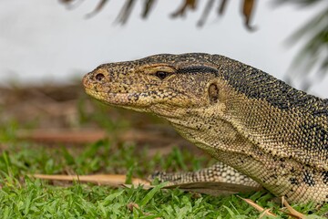 Closeup shot of the Asian Water Monitor Lizard on grass in Lumpini park