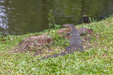 Closeup shot of the Asian Water Monitor Lizard on grass in Lumpini park
