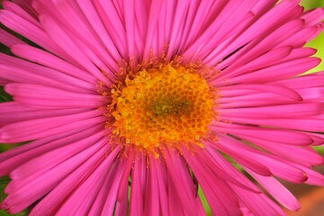 Macro shot of a blooming bright pink gerbera flower