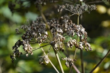 Selective focus shot of a withering cow parsnip plant