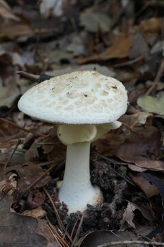 Closeup shot of a white mushroom growing in a forest surrounded by wild nature