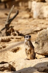 Meerkat standing next to a rock