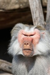 Closeup shot of an angry baboon face