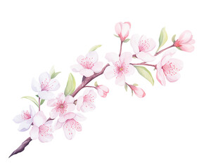 Cherry Blossoms flowers remove background , flowers, watercolor, isolated white background