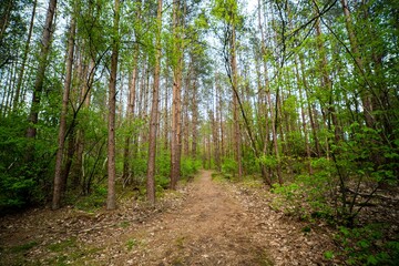 Obraz premium Beautiful shot of a path in a forest