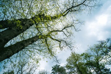 Low-angle shot of trees growing in a forest