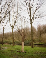 Obraz premium Vertical shot of a damaged tree trunk in a forest by a river