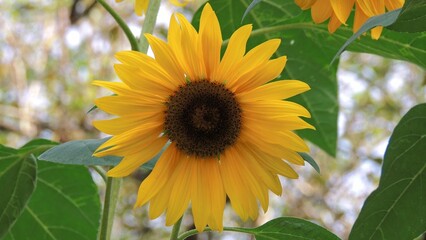 Shallow focus of a sunflower with green leaves against blur background