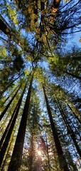 Panoramic low angle shot of tall trees in the forest on a sunny day