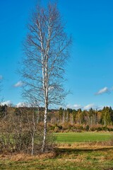 birch in a moor landscape in early autumn