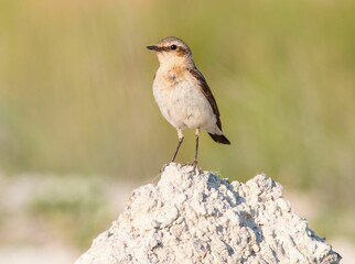 Common wheatear bird on a pile of sand against a blurred background