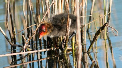 Coot chick sitting on plants on the lake