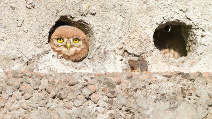 Cute owl looking from the nest in a concrete wall on a sunny day