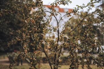 Closeup shot of a Zierapfel Golden Hornet Malus