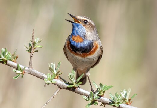 Macro shot of a chirping Bluethroat bird perched on a branch on an isolated background