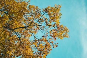 Beautiful low angle view of a yellow colored tree against a blue sky