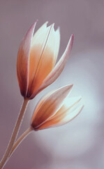 Wiosenne kwiaty. Tulipany botaniczne Tarda.Tapeta, dekoracja. - obrazy, fototapety, plakaty
