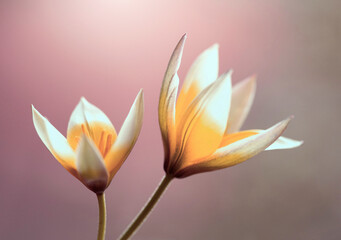 Fototapeta premium Wiosenne kwiaty. Tulipany botaniczne Tarda.Tapeta, dekoracja.