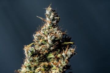 Closeup shot of the Mary Jane hemp bud on a dark background