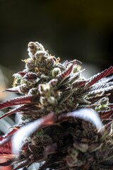 Naklejka premium Closeup shot of the Mary Jane hemp bud in a garden