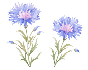 Cornflowers flowers remove background , flowers, watercolor, isolated white background - obrazy, fototapety, plakaty