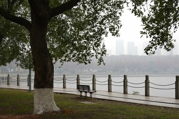 Beautiful view of a tree and bench with a view of a lake on a foggy day.